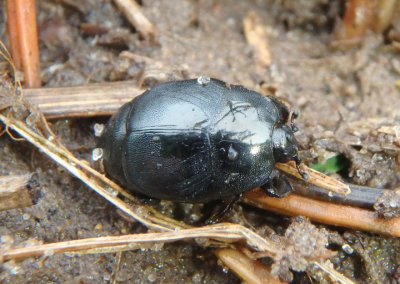 Euspilotus assimilis; Clown Beetle species