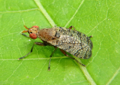 Euthycera arcuata; Marsh Fly species