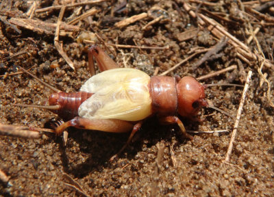 Gryllus veletis; Spring Field Cricket; teneral male
