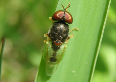 Hedriodiscus vertebratus; Soldier Fly species; male