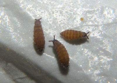 Hypogastruridae Springtail species