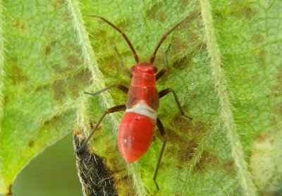 Lopidea Plant Bug species nymph