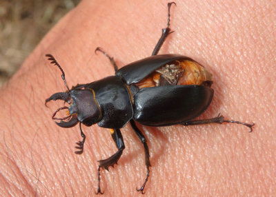 Lucanus placidus; Stag Beetle species; female