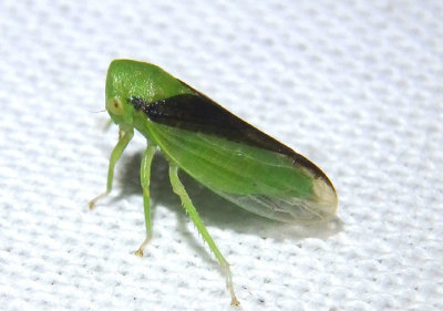 Macropsis sordida; Leafhopper species