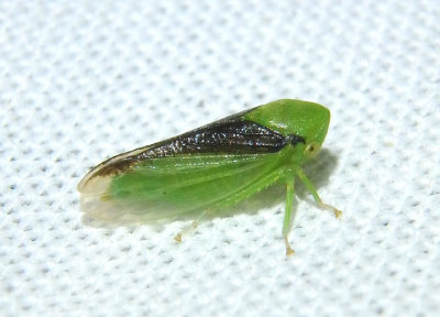 Macropsis sordida; Leafhopper species