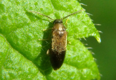 Melandryidae False Darkling Beetle species