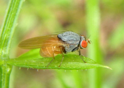 Minettia lupulina; Lauxaniid Fly species
