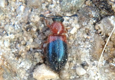 Necrobia ruficollis; Red-Shouldered Ham Beetle; exotic