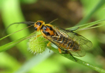 Euura tibialis; Locust Sawfly