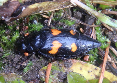 Nicrophorus orbicollis; Roundneck Sexton Beetle