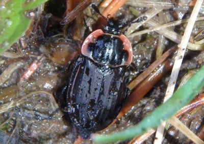 Oiceoptoma noveboracense; Margined Carrion Beetle