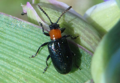 Oulema collaris; Leaf Beetle species 