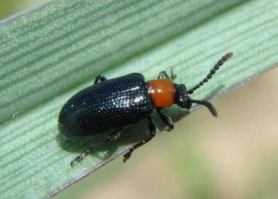 Oulema collaris; Leaf Beetle species