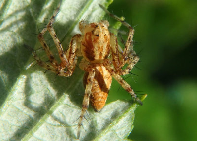 Oxyopes scalaris; Western Lynx Spider
