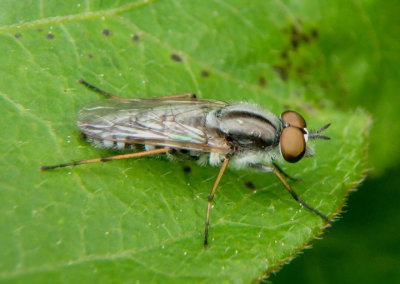 Ozodiceromyia notata; Stiletto Fly species