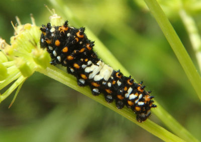 Papilio polyxenes asterius; Black Swallowtail caterpillar; early instar