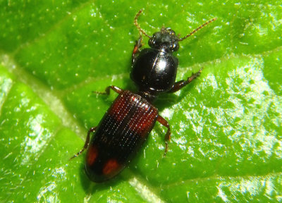Paraclivina bipustulata; Ground Beetle species