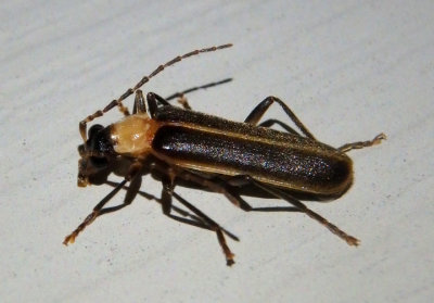 Podabrus flavicollis; Soldier Beetle species