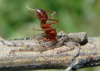 Tmarus angulatus; Crab Spider species