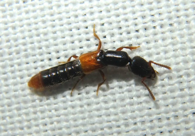 Stenistoderus rubripennis; Large Rove Beetle species