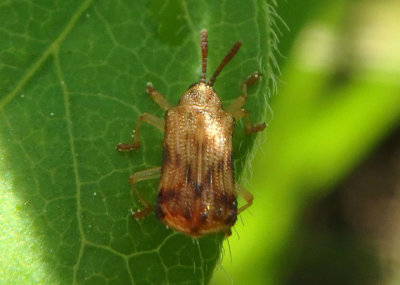 Sumitrosis rosea; Leaf Beetle species