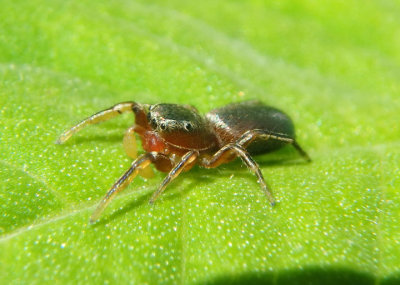 Tutelina similis; Jumping Spider species; male 