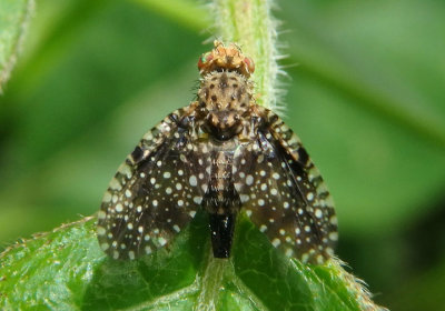 Xanthomyia platyptera; Fruit Fly species; female 