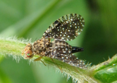 Xanthomyia platyptera; Fruit Fly species; female