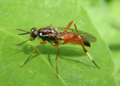 Xylomya pallidifemur; Xylomyid Fly species