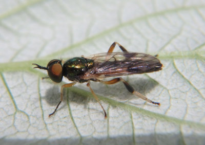 Actina viridis; Soldier Fly species