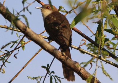 Black-billed Cuckoo 