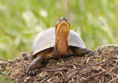 Blanding's Turtle