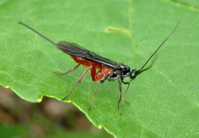 Braconidae Braconid Wasp species; female