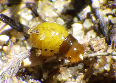 Doryphorina Leaf Beetle species larva