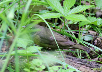 Connecticut Warbler; male