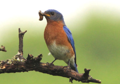 Eastern Bluebird; male 