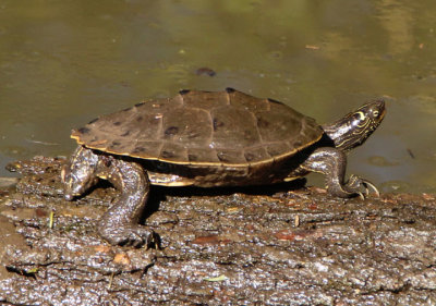 False Map Turtle