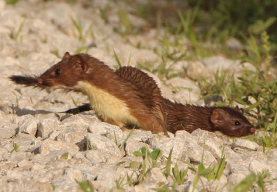 Long-tailed Weasels 