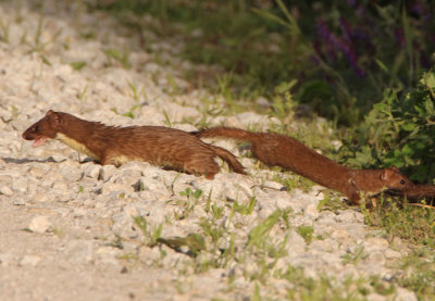 Long-tailed Weasels 