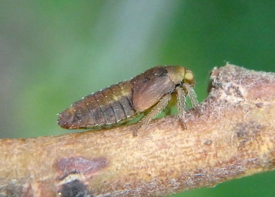 Membracidae Treehopper species nymph