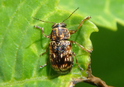 Pachybrachis Scriptured Leaf Beetle species