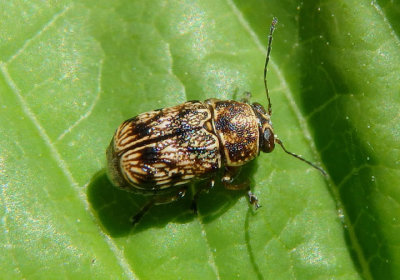 Pachybrachis Scriptured Leaf Beetle species 