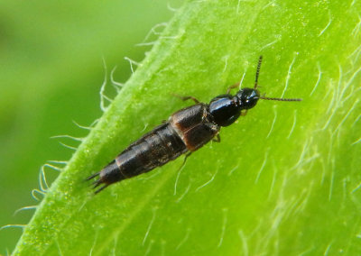 Heterothops Rove Beetle species