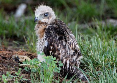 Red-tailed Hawk; fledgling