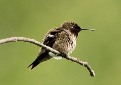 Ruby-throated Hummingbird; male
