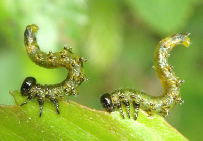 Craesus latitarsus; Dusky Birch Sawfly larva