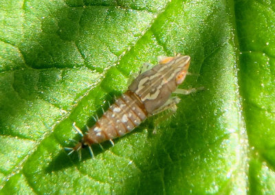 Scaphytopius Leafhopper species nymph 