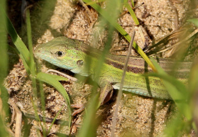 Six-lined Racerunner; male 