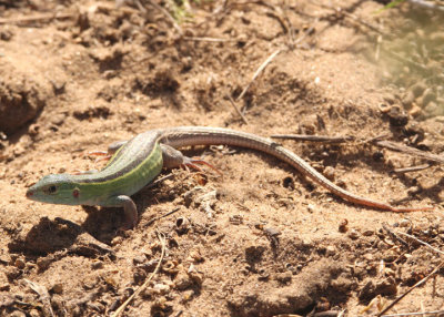 Six-lined Racerunner; male