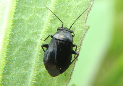 Slaterocoris Plant Bug species